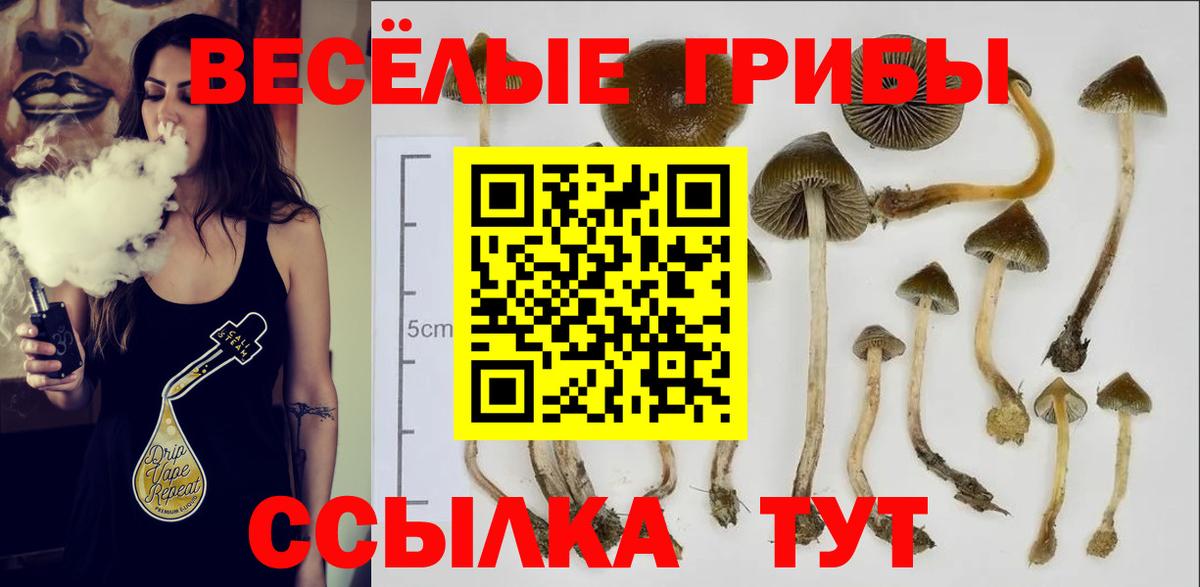 Псилоцибиновые грибы Psilocybine cubensis Клинцы
